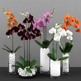 Phalaenopsis orchids